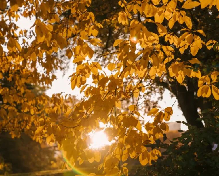 A peaceful natural setting with vibrant greenery, reflecting the restorative and calming approaches used by Runell Edwards in her counselling sessions.